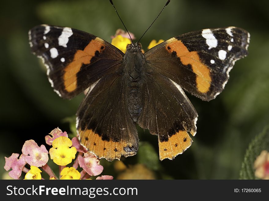 Close up view of the Red Admiral butterfly on the flowers. Close up view of the Red Admiral butterfly on the flowers.