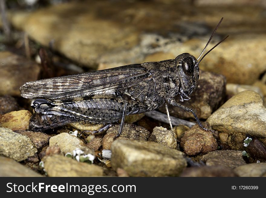 Close up view of a gray grasshopper on the ground.