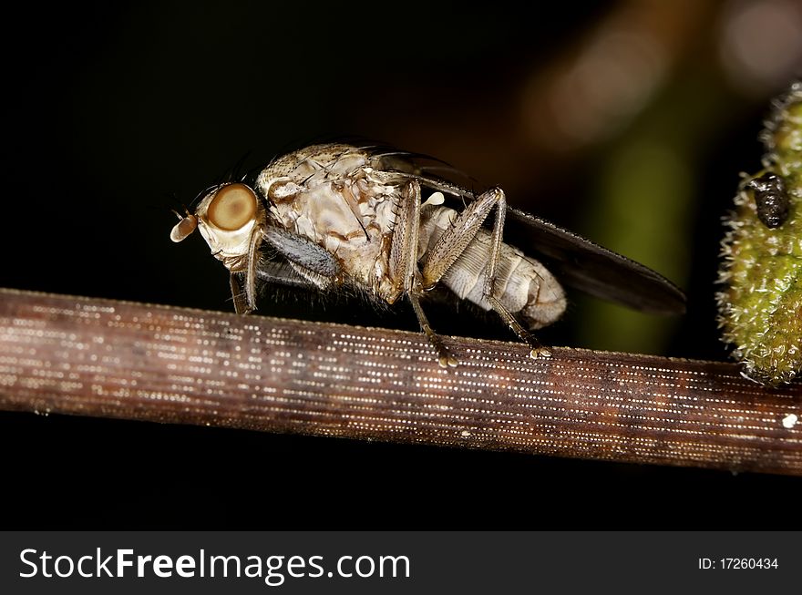 Close up view of a heleomyzid fly on a plant.