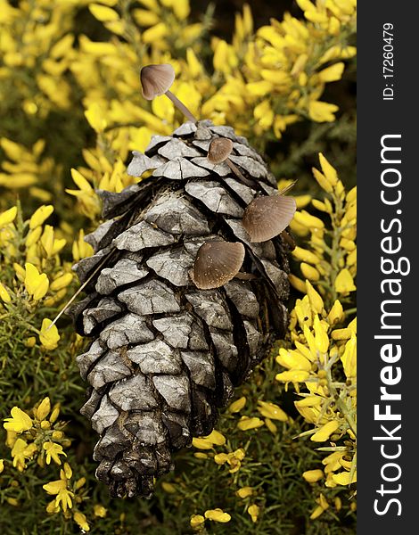 Close view of a slice of nature, containing yellow flowers, mushrooms and a pine cone. Close view of a slice of nature, containing yellow flowers, mushrooms and a pine cone.
