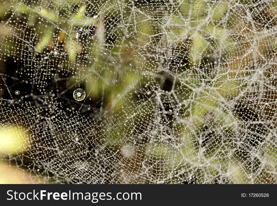 Close up view of some droplets of water on a spider web.