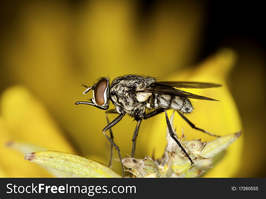 Close up view of a flesh-fly on a yellow flower.