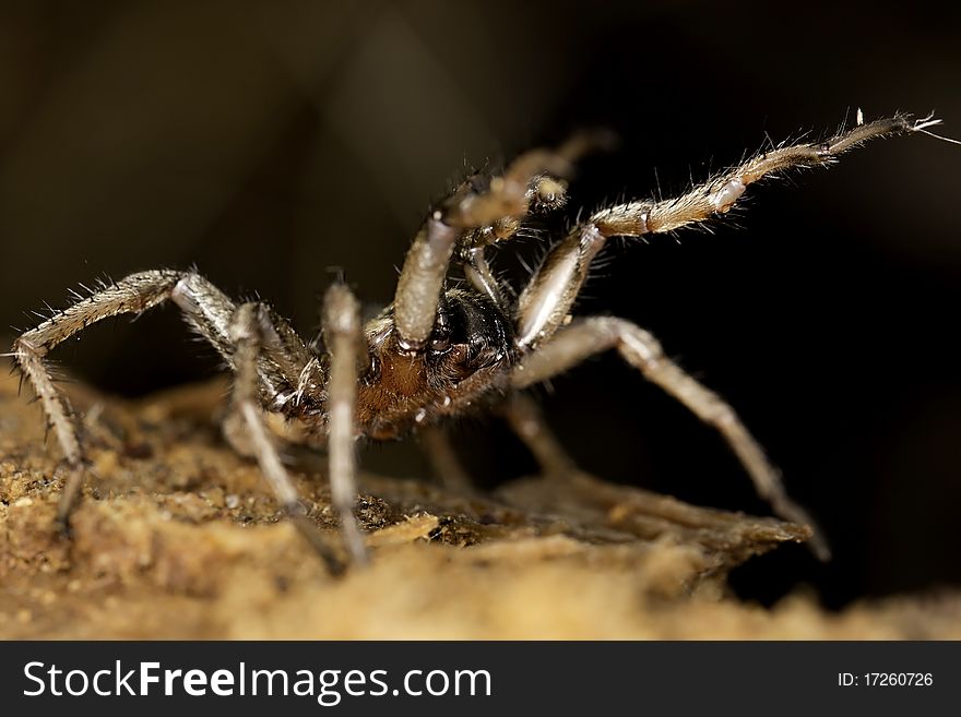 Close up view of a spider on a decaying wooden tree on the forest. Close up view of a spider on a decaying wooden tree on the forest.