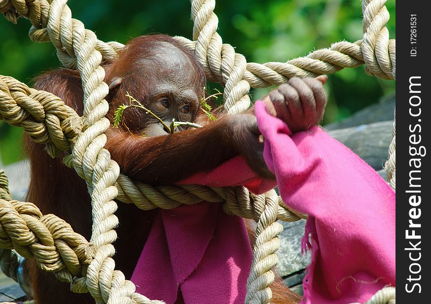 Cute baby orangutan playing in the zoo