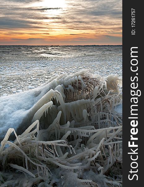 Cold winter sunrise landscape with reed covered in ice, markermeer, warder , The Netherlands. Cold winter sunrise landscape with reed covered in ice, markermeer, warder , The Netherlands