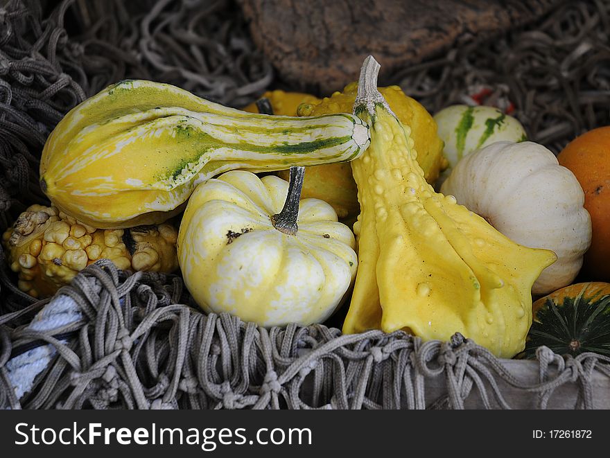 Colorful pumpkins in various shapes.