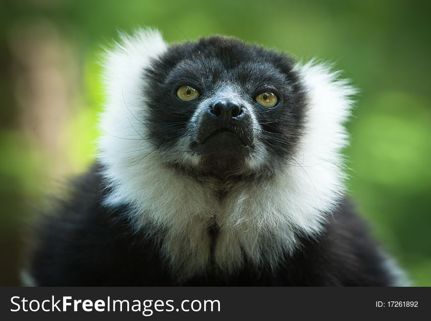 Close-up of a Black and White Ruffed Lemur