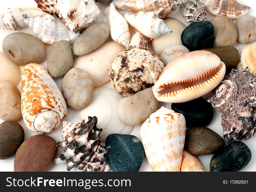 Background from various sea cockleshells and round pebbles