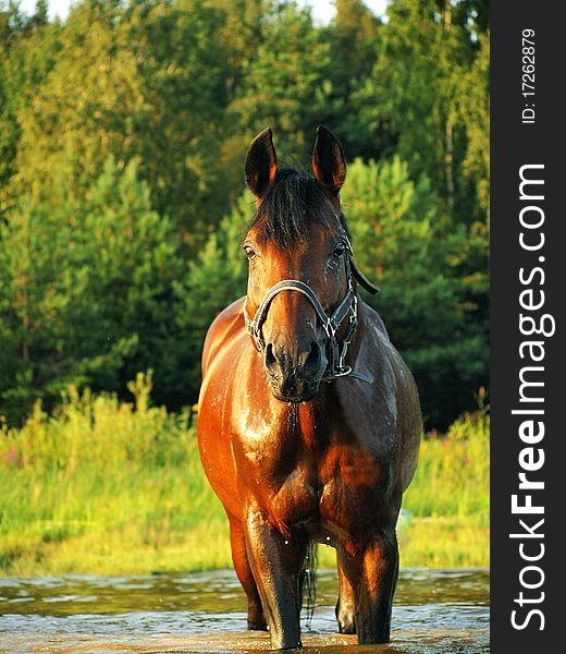 Bay horse in water outdoor gulf sunny evening