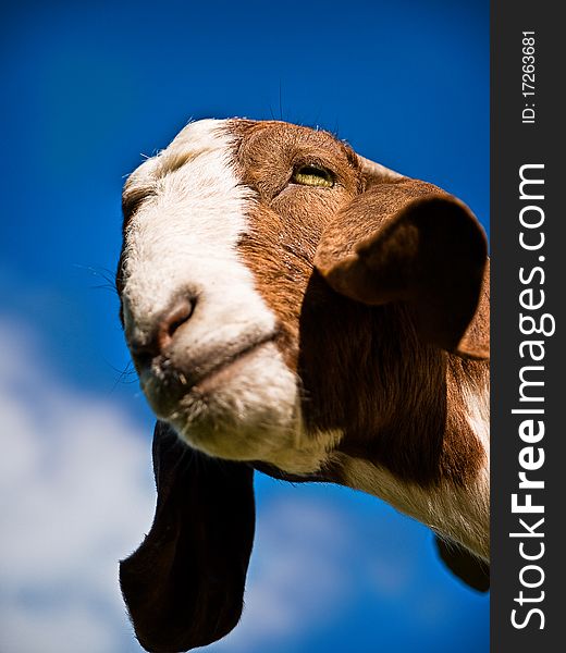 Closeup of a farm goat. Bright blue sky background. Closeup of a farm goat. Bright blue sky background.