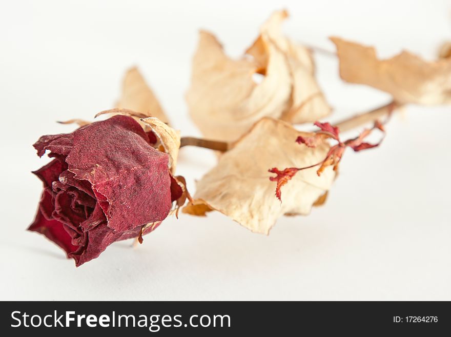 Red dried rose on background