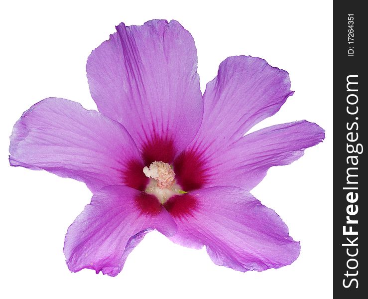 Beautiful Pink Flower On White