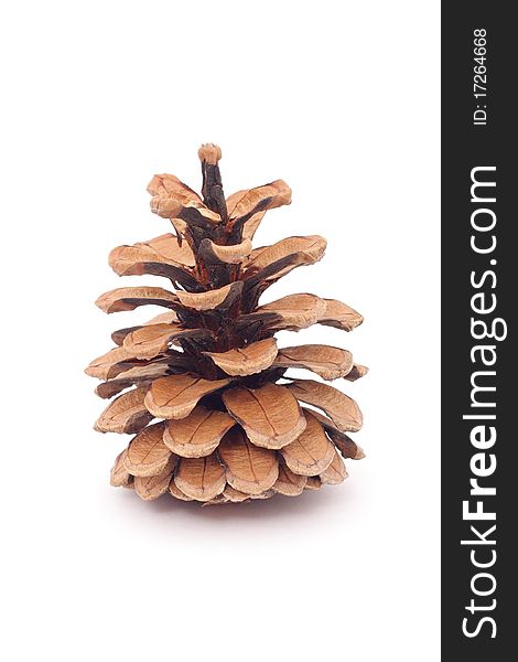 Fir-cone  On A White Background