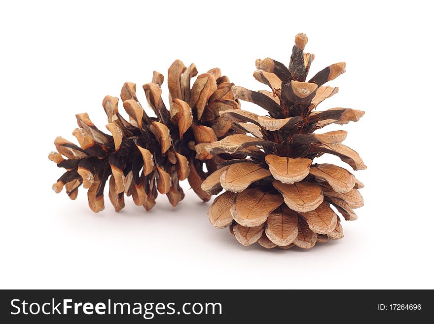 Two Spruce Cones