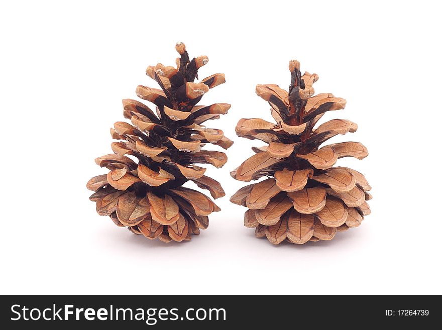 Two spruce cones on a white background