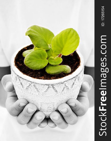 Close up shot child's hands holding young plant in a bud. Close up shot child's hands holding young plant in a bud