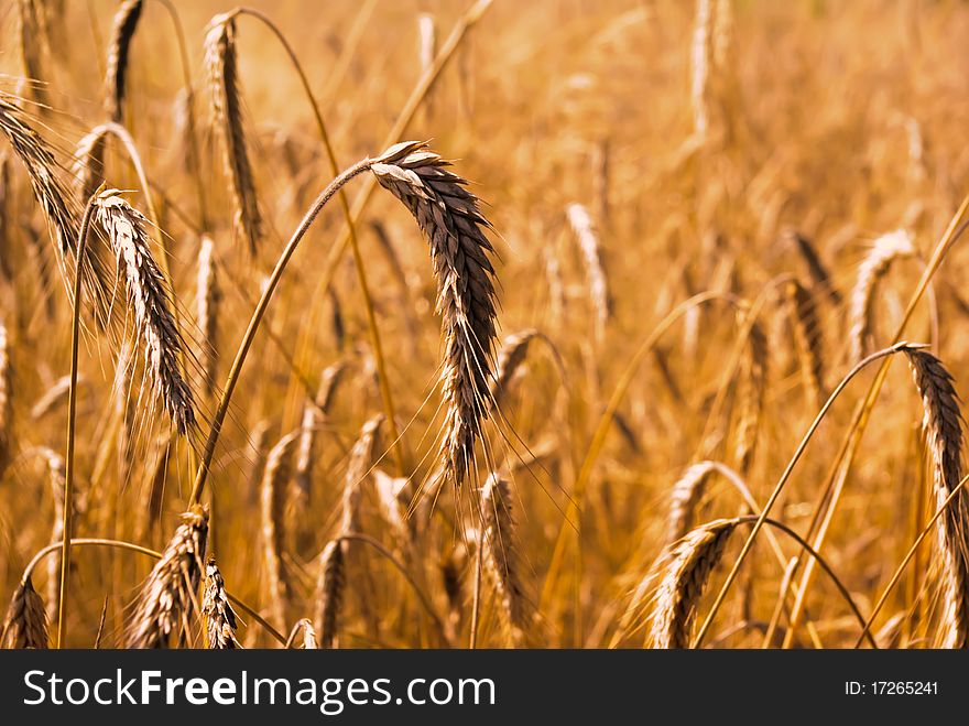 Gold wheat stems on the field close-up