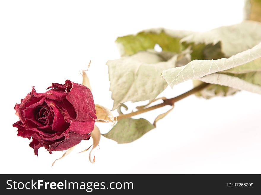 Red dried rose on background