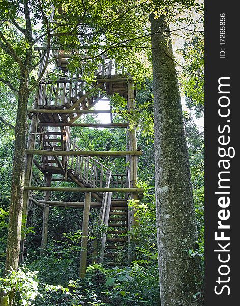 Wooden stairs of birdwatching tower on brazilian atlantic rainforest.