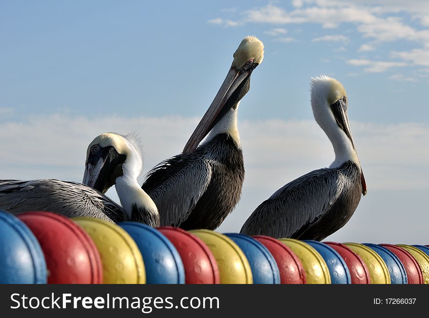 Three pelicans relaxing and enjoying the sun at a harbor in St. Mary's Island, Florida. Three pelicans relaxing and enjoying the sun at a harbor in St. Mary's Island, Florida