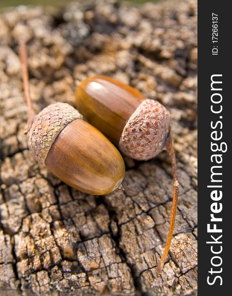 The acorn, or oak nut, is the nut of the oak tree. The acorn, or oak nut, is the nut of the oak tree