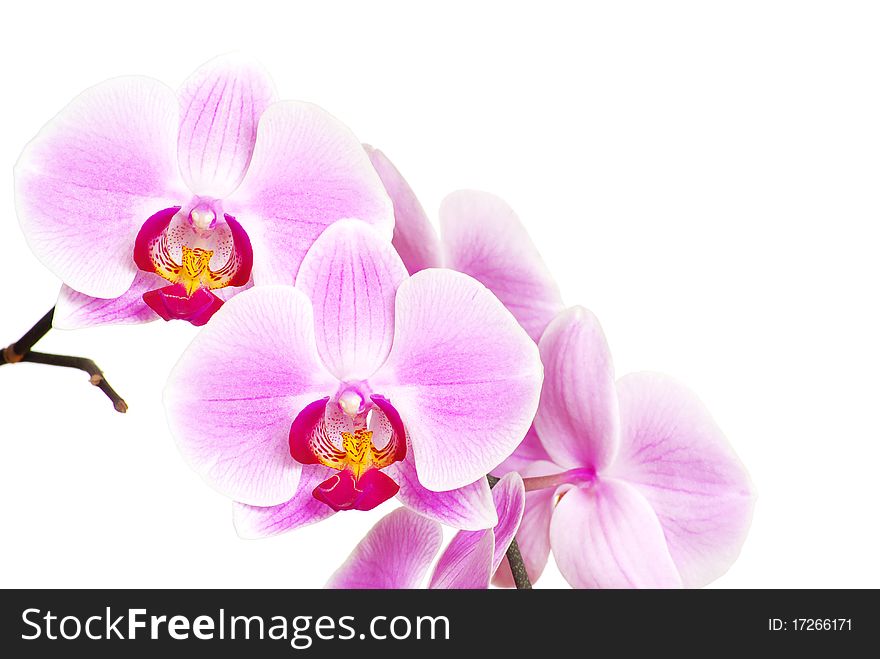 Pink orchid isolated on a white background