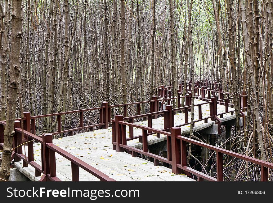 The footpath in the mangrove forest where has mangrove tree surrounds ,. The footpath in the mangrove forest where has mangrove tree surrounds ,