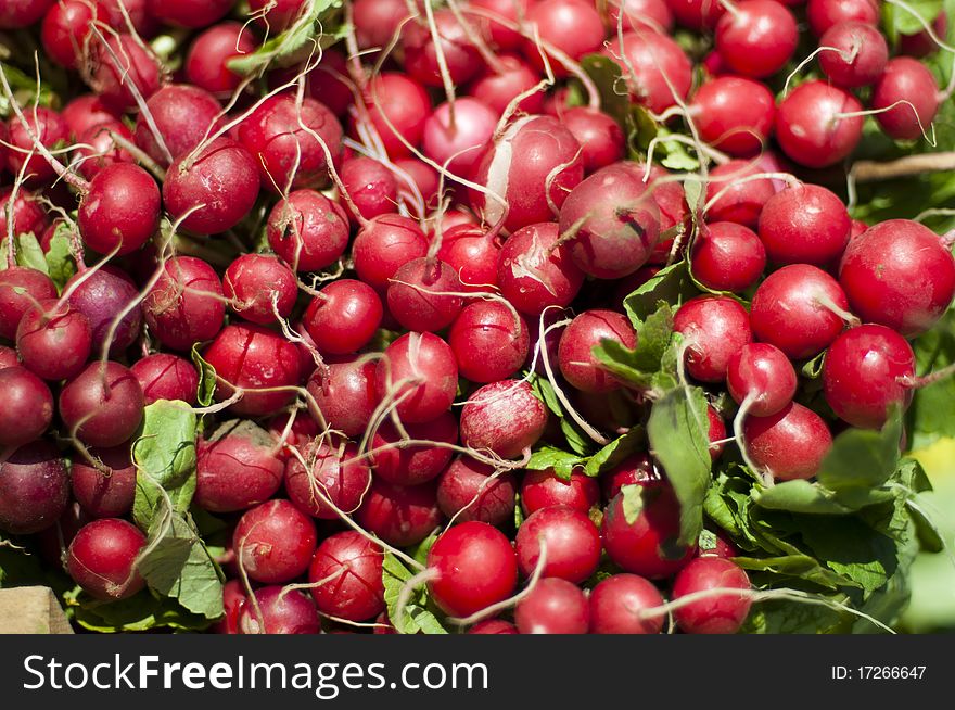 View of garden radish on market