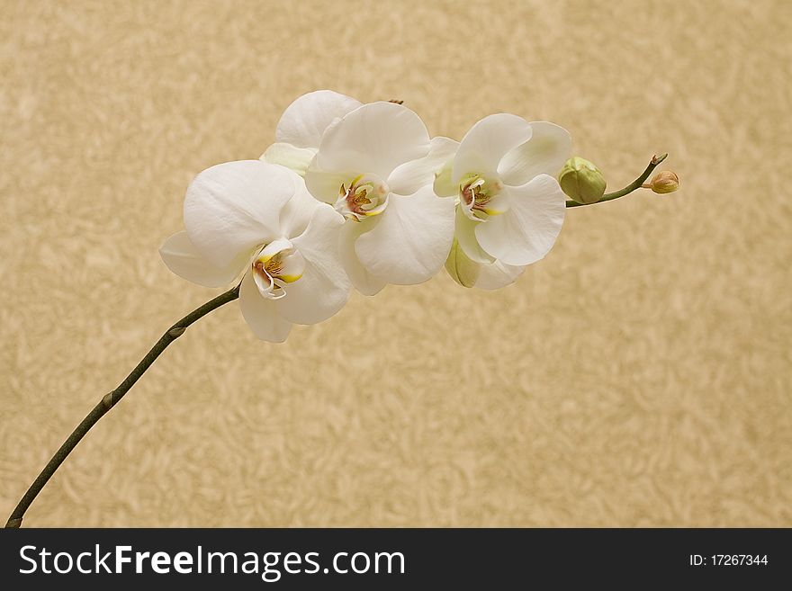 Branch orchids on vintage background