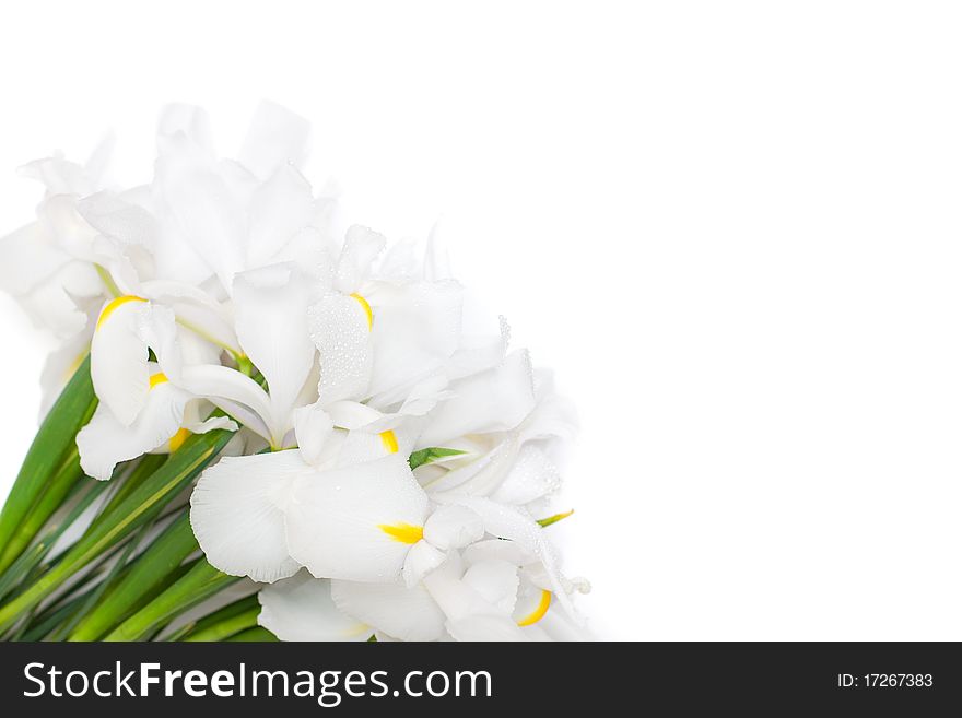 White floral background with iris flowers isolated for white