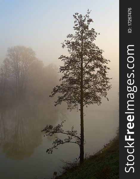 Tree in the mystic fog near river. Tree in the mystic fog near river