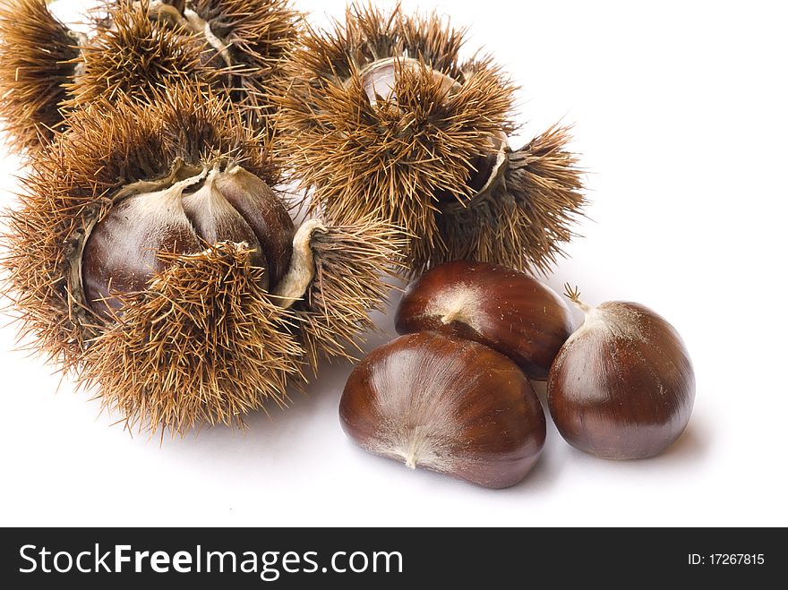3 Chestnuts with husks with a white background