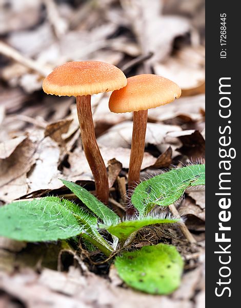 A nice couple of mushrooms