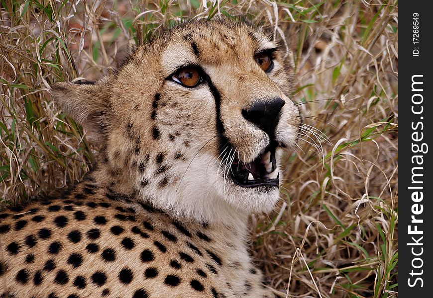 Cheetah close-up