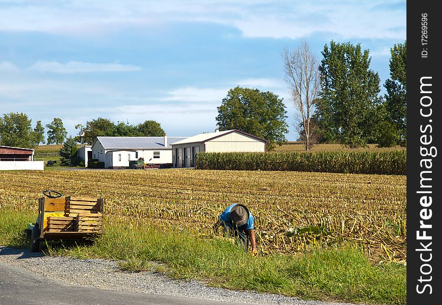 Amish Farmer harvesting corn