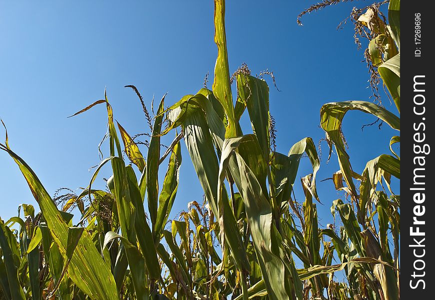 Corn Plant from a Lancaster farm,