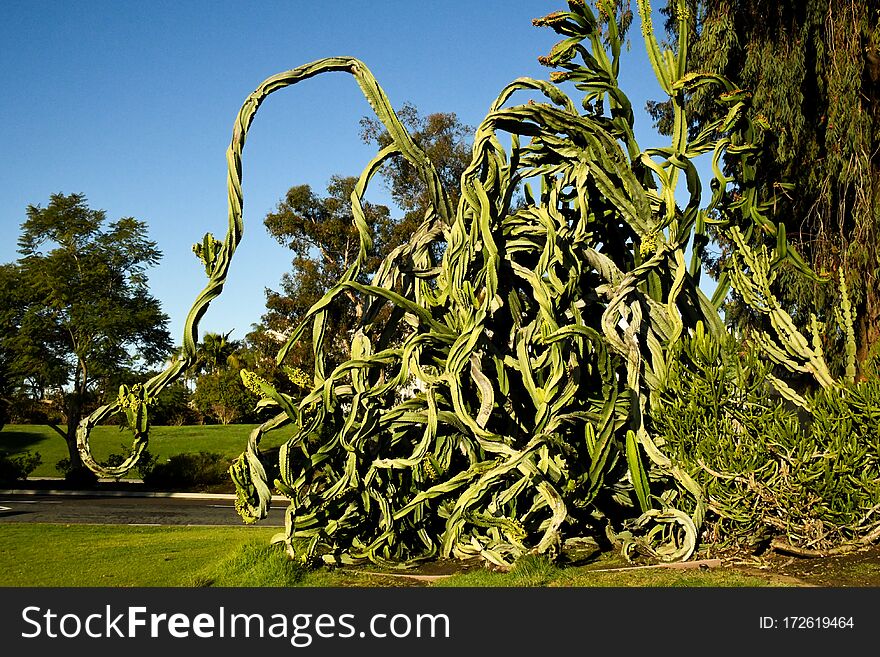 The twisted growth patterns of this succulent create the illusion of a dragon. The twisted growth patterns of this succulent create the illusion of a dragon