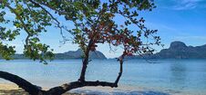 Magnificent Tree On A Paradisiac Beach. Royalty Free Stock Photography