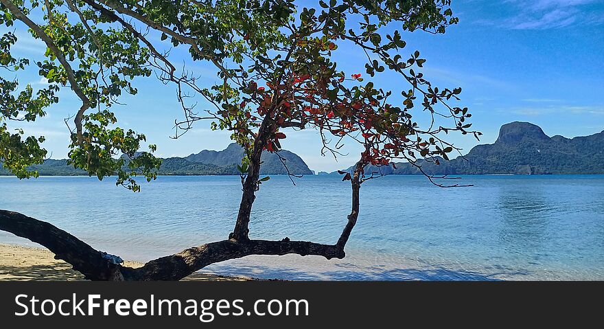 Magnificent tree on a paradisiac beach.