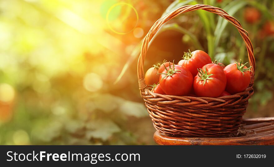 Ripe red tomatoes and unripe green tomatoes on branch in the garden. Ripe red tomatoes and unripe green tomatoes on branch in the garden