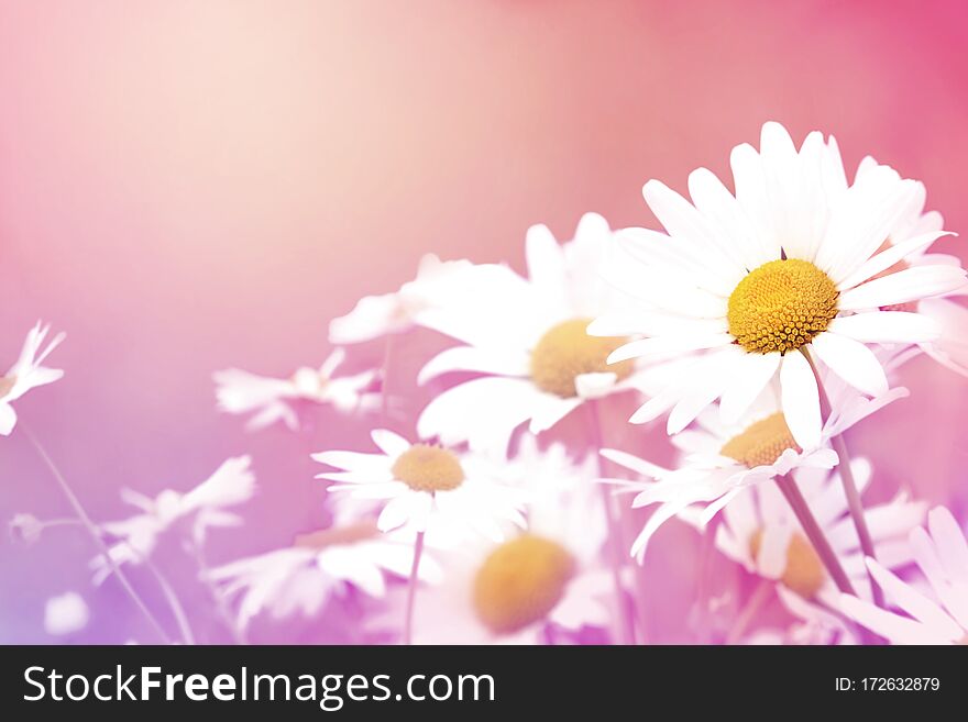 Summer blossoming daisy or chamomile flowers on meadow, shiny field background