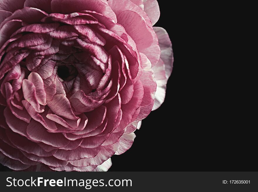 Beautiful fresh ranunculus on black background, closeup. Floral card design with dark vintage effect