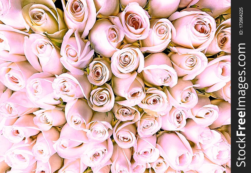 Pink white  roses background,beautiful floral template