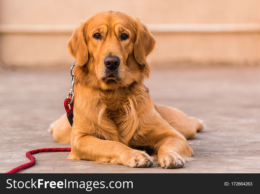 Adult Golden retriever dog with expressive eyes staring towards the camera. Adult Golden retriever dog with expressive eyes staring towards the camera