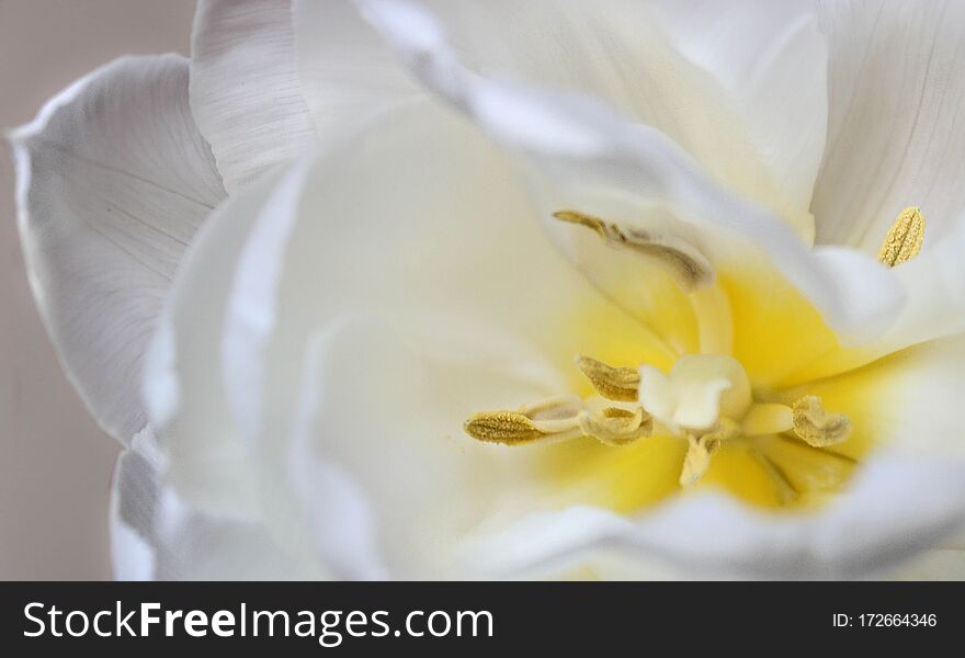 White blurred Peony flower with yellow core close-up background texture. Selective focus.Soft focus.