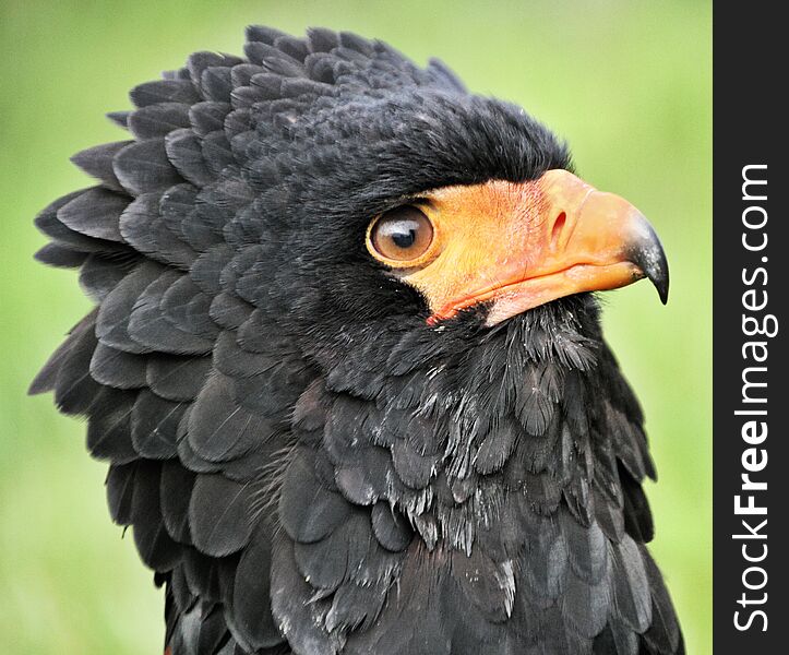 A view of a Baleteur Eagle near Kidderminster