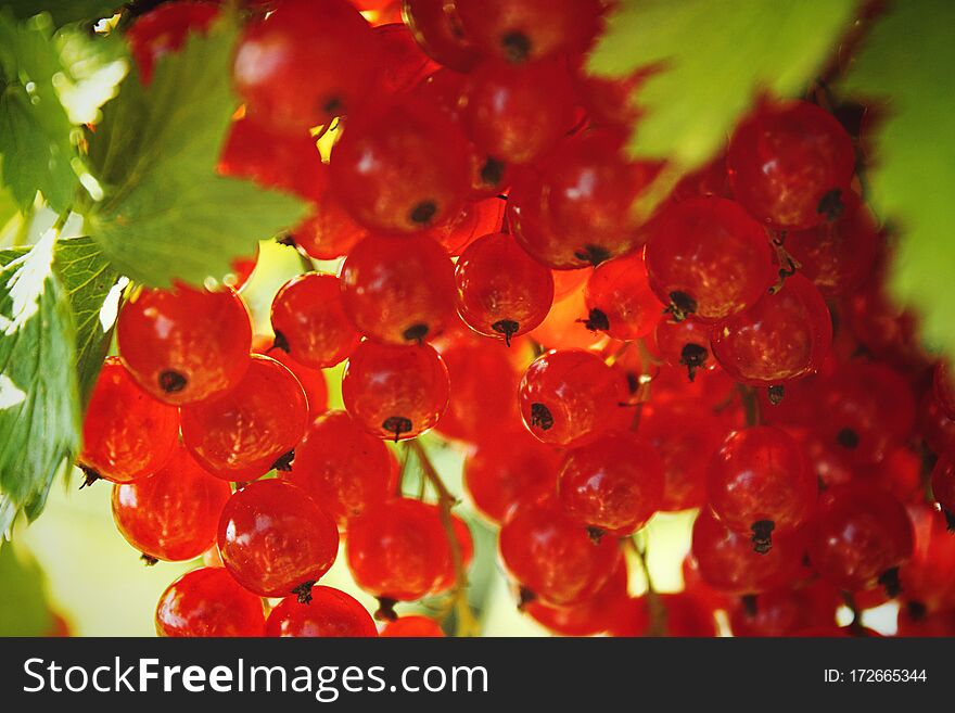 Branch Of Red Currant. With Green Leaves Close Up. Ripe Red Currants Close-up As Background