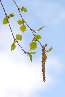 Birch Twig With Green Leaves Stock Images Birch Twig With Green Leaves Stock Images