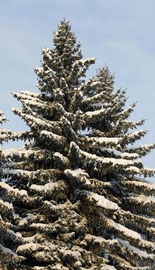 Wintertime Royalty Free Stock Photo