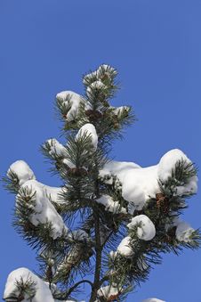 Wintertime Royalty Free Stock Image